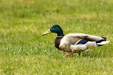 Naklejka na ściany i meble The mallard or wild duck (Anas platyrhynchos) male in the green grass.