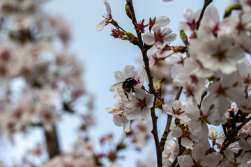 tokyo cherry blossom detail prunus x yedoensis
