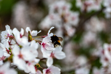 tokyo cherry blossom detail prunus x yedoensis