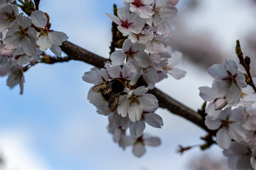 tokyo cherry blossom detail prunus x yedoensis