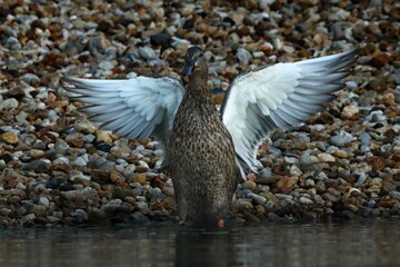 The mallard or wild duck (Anas platyrhynchos) feline rying on the beach.