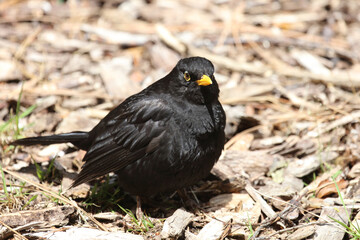 Amsel oder Schwarzdrossel / Blackbird / Turdus merula