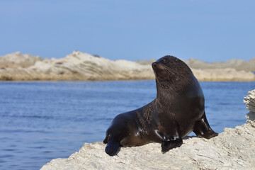 Neuseel&auml;ndischer Seeb&auml;r / New Zealand fur seal / Arctocephalus forsteri
