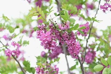 Locust tree ( Robinia pseudoacacia ) pink blossoms. Fabaceae deciduous tree.