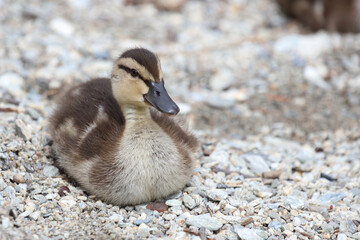 Stockente / Mallard / Anas platyrhynchos...