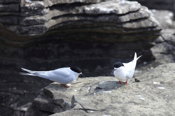 Taraseeschwalbe / White-fronted tern / Sterna striata