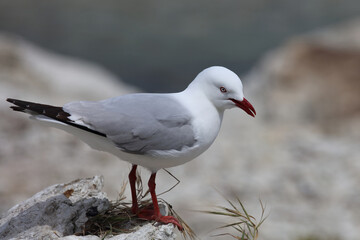 Rotschnabelmöwe / Red-billed gull / Larus scopulinus