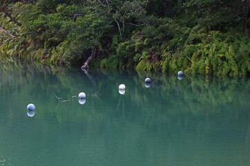池の水面に並ぶ5つのブイ