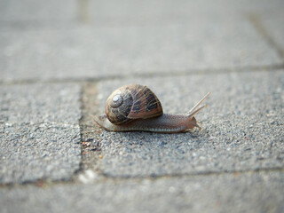 Selective focus. A vine snail crawling on the pavement. A snail with a shell in the city center on a paving stone.