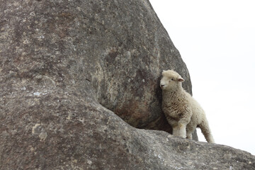 Romneyschaf / Romney sheep / Ovis.