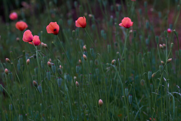 field of red poppies
