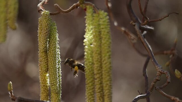 Apis Mellifera Flying Around Male Catkins of Common Hazel and Pollinating it. European Honey Bee and Flowering Tree in Early Spring.