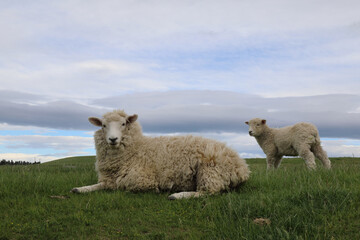 Romneyschaf / Romney sheep / Ovis.