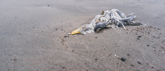 dead seagull on the seashore, close up, blurry background