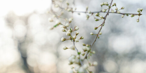blossoming spring flowers on tree branches, soft focus blurry background