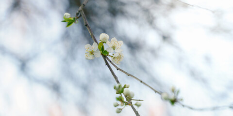 blossoming spring flowers on tree branches, soft focus blurry background