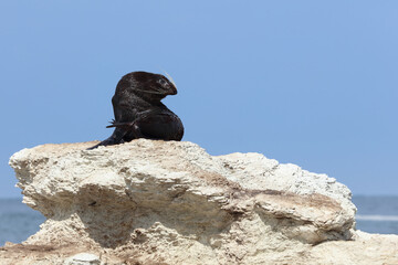 Neuseeländischer Seebär / New Zealand fur seal / Arctocephalus forsteri