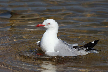 Rotschnabelmöwe / Red-billed gull / Larus scopulinus