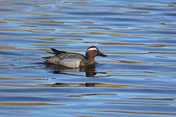 Wild duck swims slowly on the lake