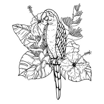 Harlequin Macaw with tropical leaves and flowers.Bird vector hand draw.Tattoo art.Illustration clip art.Graphic print on t-shirt