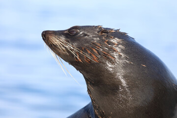 Naklejka premium Neuseeländischer Seebär / New Zealand fur seal / Arctocephalus forsteri