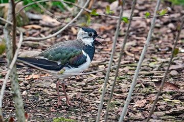 Kiebitz ( Vanellus vanellus ).
