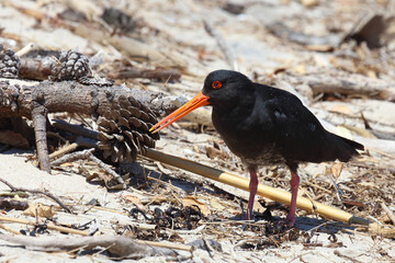 Neuseeländischer Austernfischer / Variable oystercatcher / Haematopus unicolor