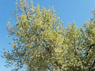 Prunus mahaleb oder Steinweichsel als mehrstämmiger Strauch mit Prächtige weiße Frühlingsblüte in Schirmtrauben mitten auf einer grünen Wiese