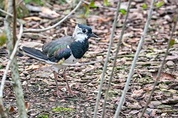 Kiebitz ( Vanellus vanellus ).