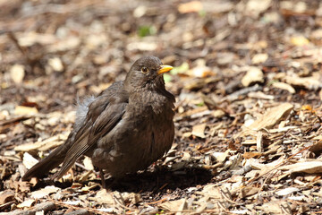 Amsel oder Schwarzdrossel / Blackbird / Turdus merula