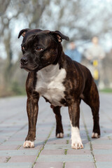 Beautiful dog of Staffordshire Bull Terrier breed, of tiger stripped color, serious face, proud look, standing on park background. Outdoors, copy space.