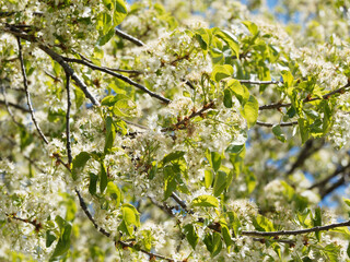 (Prunus mahaleb) Steinweichse. Blüten in Schirmtraube mit vielen weißen Staubblättern und gelben...