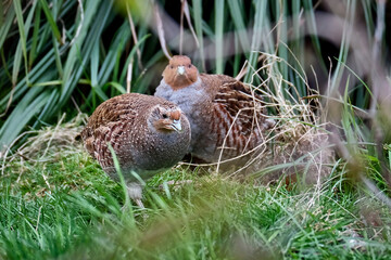 Rebhuhn ( Perdix perdix ).