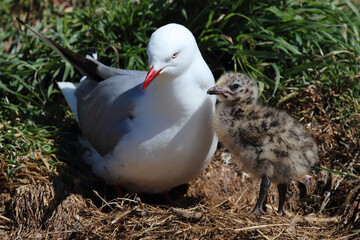 Rotschnabelmöwe / Red-billed gull / Larus scopulinus.