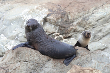 Neuseeländischer Seebär / New Zealand fur seal / Arctocephalus forsteri.