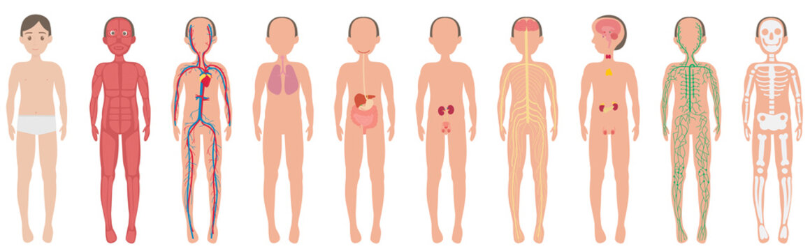 The main systems of the human body.