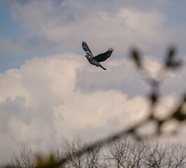 wood pigeon in full flight under a cloudy spring sky 