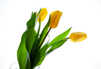 Naklejka premium Yellow tulips bouquet isolated on white background. Flower for the light. Bud, stem and leaves. Copy cpace.