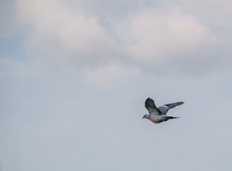 wood pigeon in full flight under a cloudy spring sky 