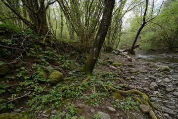stream in the woods of Tuscany on an early spring day