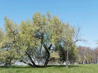Prunus mahaleb | Schöne weiße Blüte in einem hellgrünen Laub eines Steinweichselbaum in der...