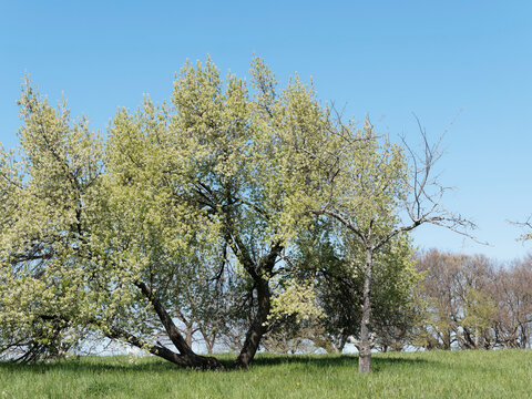 Prunus mahaleb | Sch&ouml;ne wei&szlig;e Bl&uuml;te in einem hellgr&uuml;nen Laub eines Steinweichselbaum in der Mitte eines Obstgartens unter einem blauen Himmel