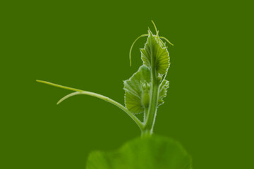 Bottle gourd plant leaves closed up mode