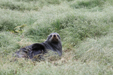 Neuseeländischer Seebär / New Zealand fur seal / Arctocephalus forsteri