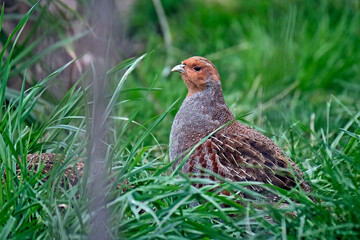 Rebhuhn ( Perdix perdix ).