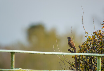 a garden dunnet with a beautiful blue sheen in the spring sunshine  