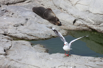 Rotschnabelmöwe und  Neuseeländischer Seebär / Red-billed gull and New Zealand fur seal / Larus...