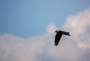 jackdaw in full flight under a cloudy spring sky