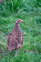 Rebhuhn ( Perdix perdix ).