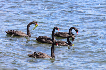 Fototapeta premium Schwarzer Schwan oder Trauerschwan / Black Swan / Cygnus atratus